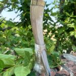 Buffalo Horn With Brass Rim