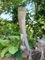 Buffalo Horn With Brass Rim